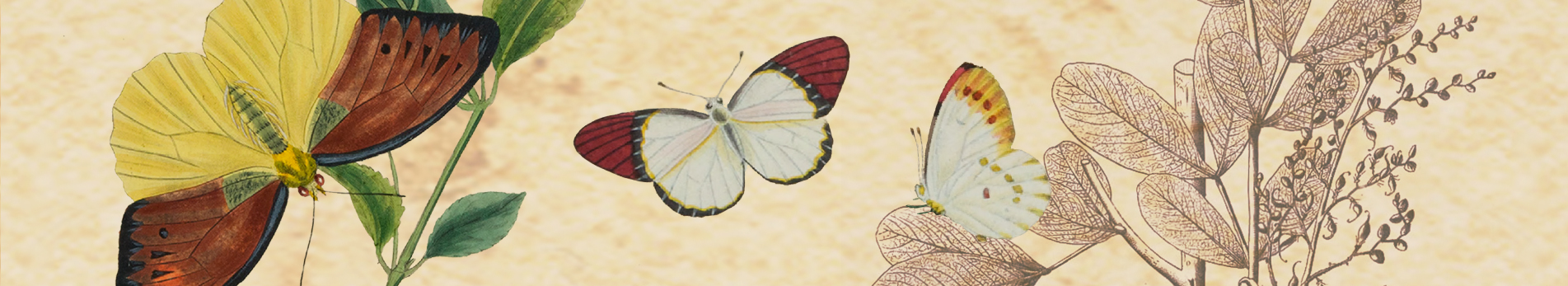 mariposa